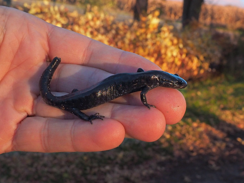 Salamandre  points bleus (Ambystoma laterale-texanum) 2 / Nov / 2021  Lco-Lot