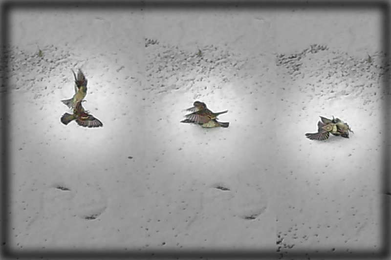 Moineau attaquant un bruant hudsonien