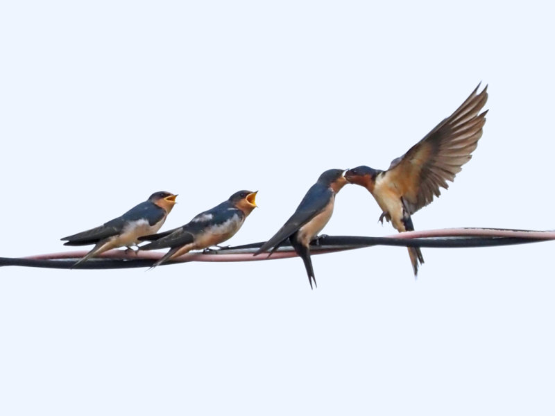 Pierre Joly PHOTOGRAPHE FocusNature