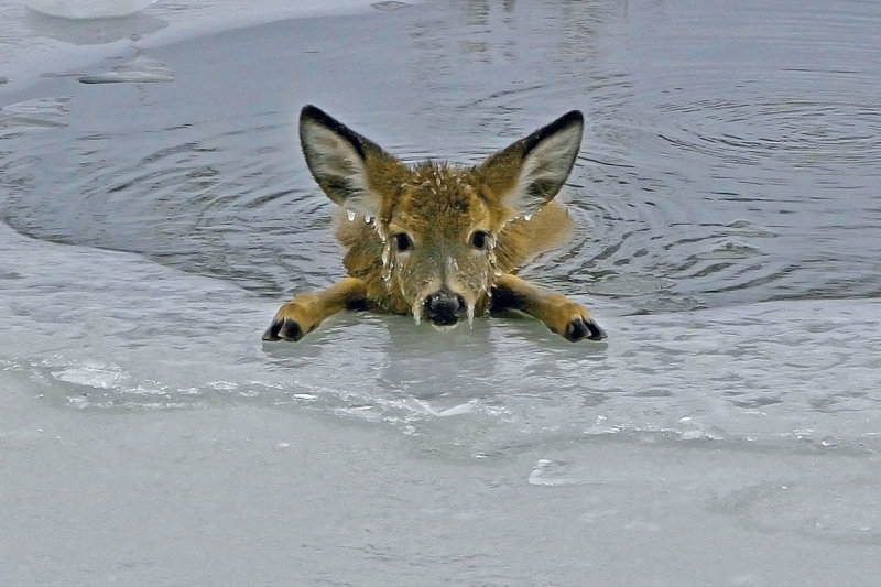 Pierre Joly PHOTOGRAPHE FocusNature