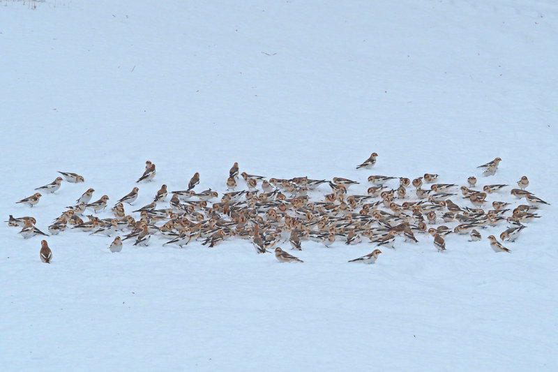 Plectrophane des neiges / 7 Jan 2022