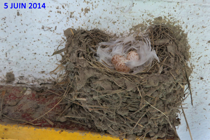 HIRONDELLE RUSTIQUE / BARN SWALLOW