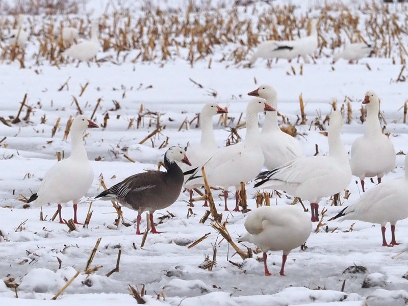 OIE DES NEIGES / SNOW GOOSE