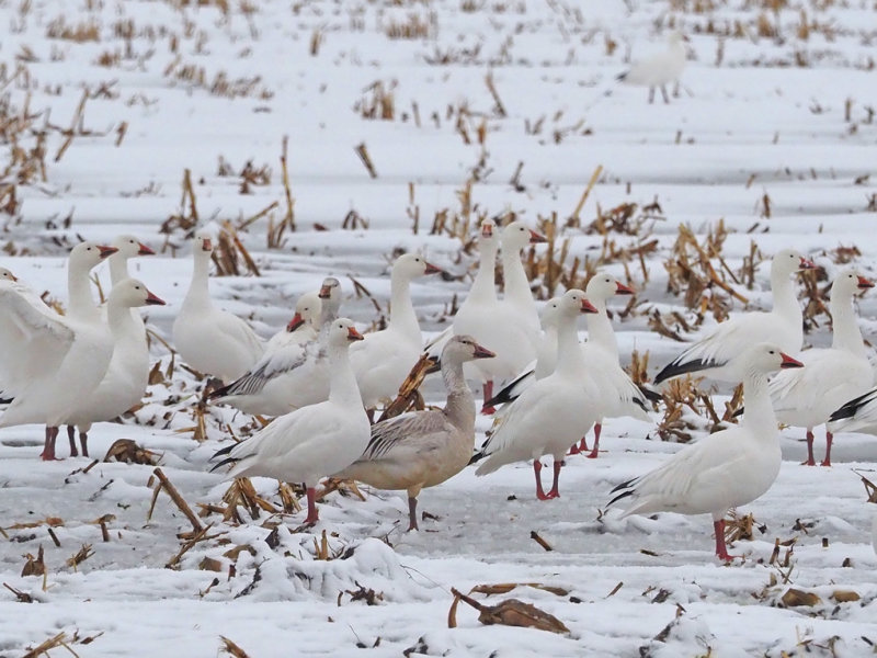 OIE DES NEIGES / SNOW GOOSE