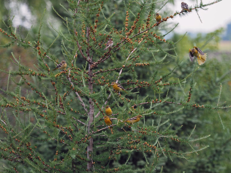 ORIOLE DE BALTIMORE (8) / Oriole du Nord /  Northern Oriole