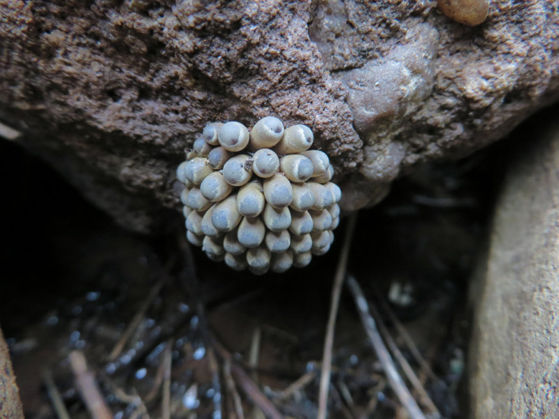 OEUFS de Punaise deau gante (Lthosre dAmrique) 