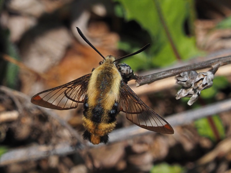 SPHINX COLIBRI