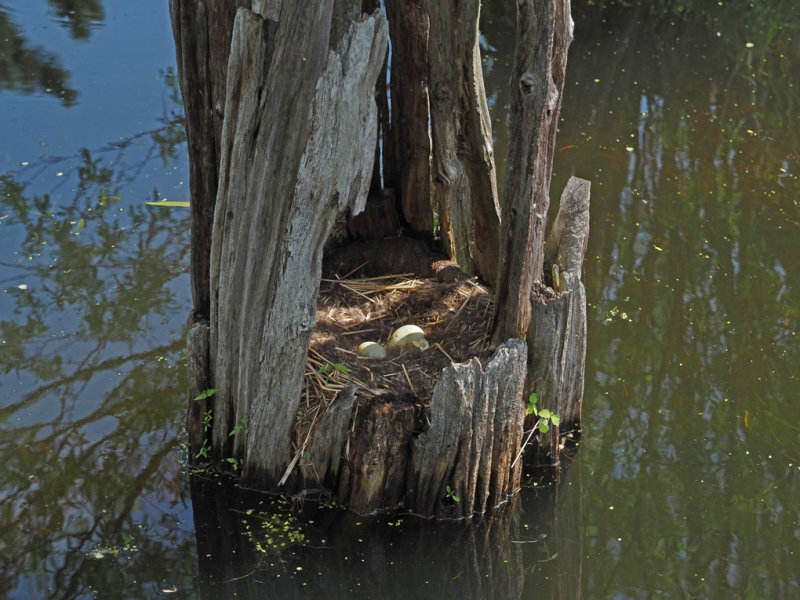 COLVERT (14 Oeufs ) 22 MAI 2022
