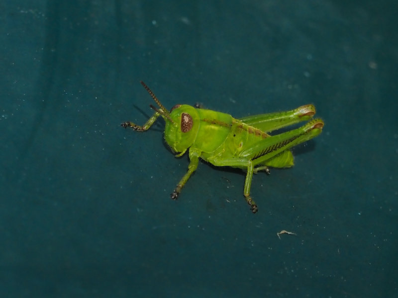 Mlanople biray (m) / Melanoplus bivittatus
