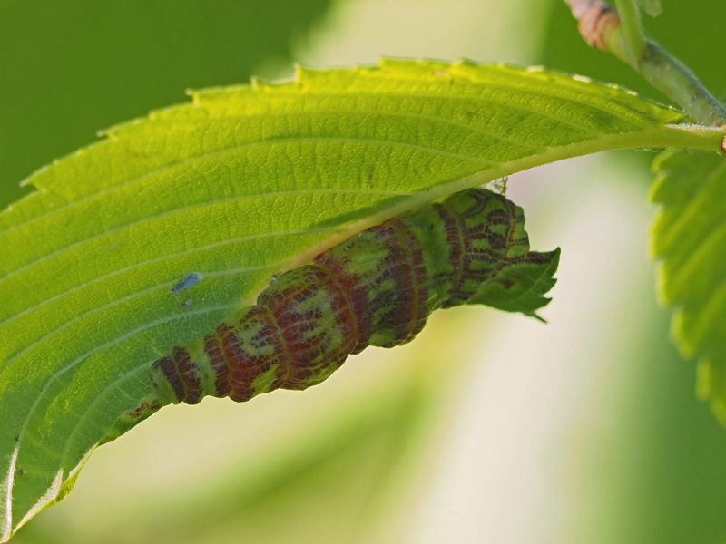 Pucerons lanigres de lorme / Leaf curl aphids / Eriosoma americanum (Wooly elm aphid)