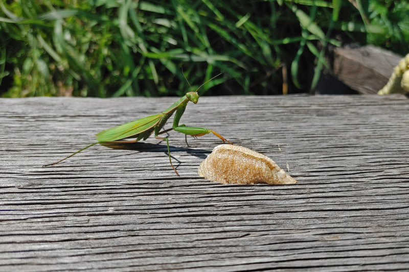 MANTE RELIGIEUSE (Avec OOTHEQUE) / PRAYING MANTIS / Mantis religiosa