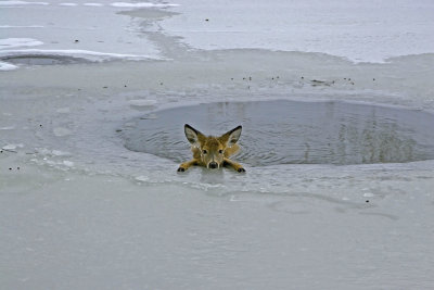 ATTENTION GLACE FRAGILE !