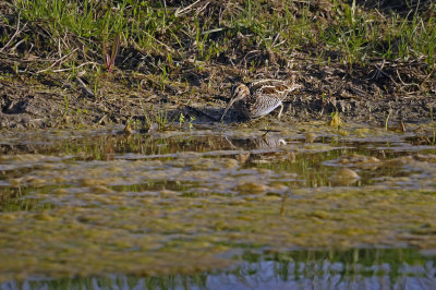 Bcassine des marais / Common Snipe