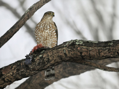 Sharp-shinned Hawk / pervier brun