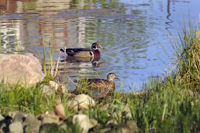 CANARD BRANCHU ( M + F ) WOOD DUCK