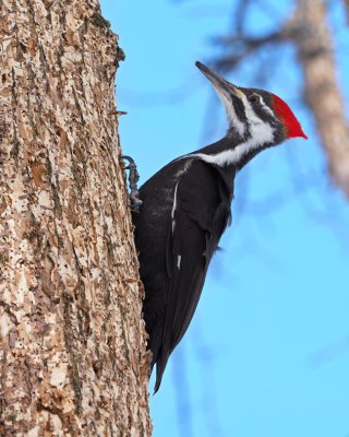 Les PICS / WOODPECKERS