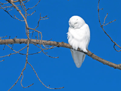 Harfang des neiges  / SNOWY OWL