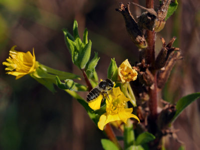 Megachile / Abeilles dcoupeuses (Leafcutter bees)