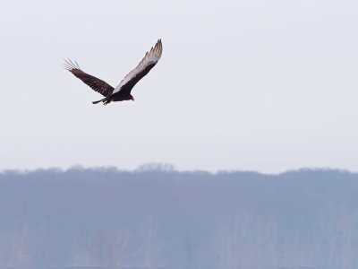 Urubu  tte rouge /  Turkey vulture