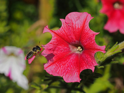 Megachile rotundata / Abeilles dcoupeuses (Leafcutter bees)