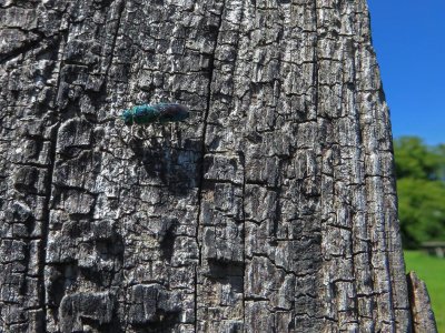 Chryside bleu-vert ( Trichrysis cyanea )
