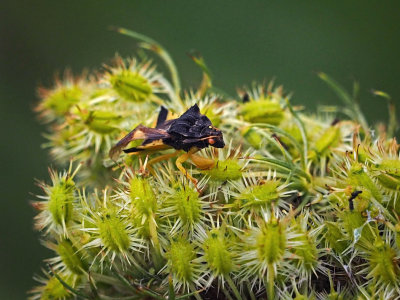 La punaise embusque / Jagged Ambush Bug / Phymata pennsylvanica