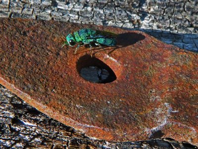 Gupe meraude / Emerald jewel wasps / Trichrysis cynanea (Hymenoptera, Chrysididae)