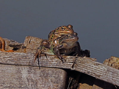 Grenouille Lopard