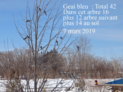 GEAI BLEU