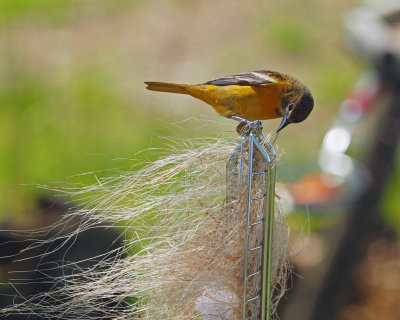 Distributeur  plumes et fibres pour la confection de nid