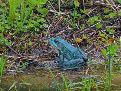 La GRENOUILLE VERTE pas toujours verte