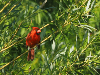 Cardinal rouge (M)
