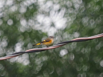 Paruline flamboyante (F) / American redstart