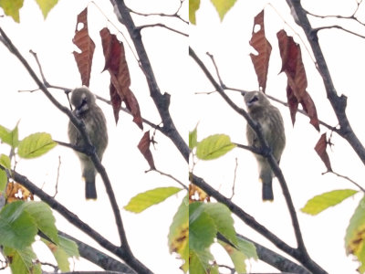 JASEUR D'AMRIQUE (Jeune) / CEDAR WAXWING