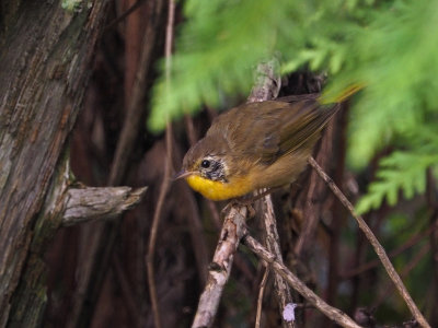 Paruline masque (F) / Common Yellowthroat