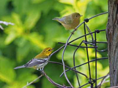 Paruline  gorge noire (Black-throated green warbler)