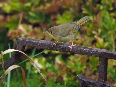 Paruline masque (F) / Common Yellowthroat