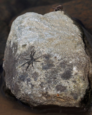 Dolomde Tenebrosus (Femelle) / Dark Fishing Spider (Female)