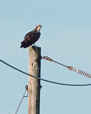 BALBUZARD / OSPREY ( AIGLE PCHEUR ) 