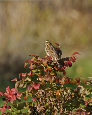 Savannah Sparrow / Bruant des prs