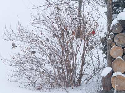 10 Bruant Hud. / 4 Junco / 2 Moineaux / 1 Cardinal... et une souris verte!