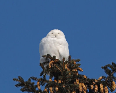 HARFANG DES NEIGES / SNOWY OWL