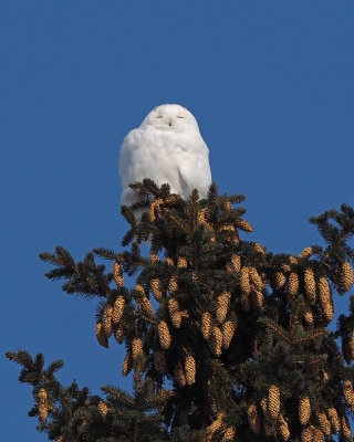 SNOWY OWL / HARFANG DES NEIGES