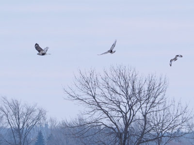 Buse patue vue de mon balcon / 11 Mars 2020 (Montage 1-2-3)