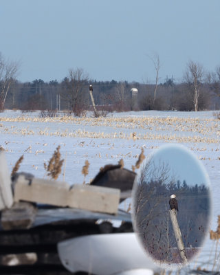 Bald Eagle / Pygargue  tte blanche / 11 Mars 2020