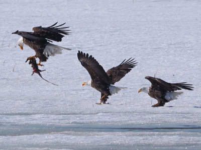 Pygargue et son cureuil / Bald Eagle / 13 Mars 2020