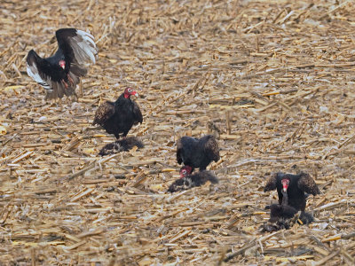 Turkey vulture / Urubu  tte rouge 