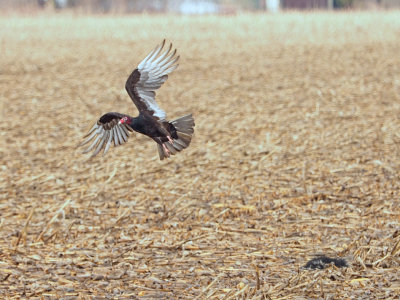 Urubu  tte rouge / Turkey vulture