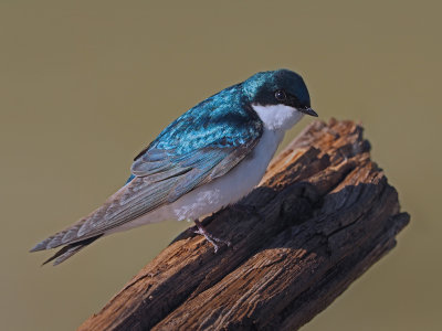 Hirondelle bicolore / Tree Swallow