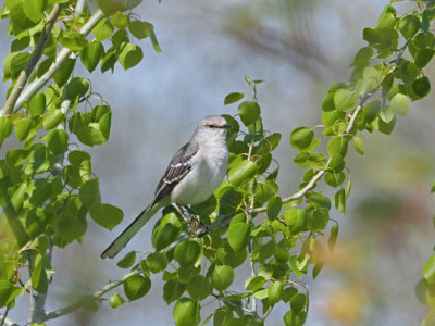 Northern Mockinbird / Moqueur polyglotte